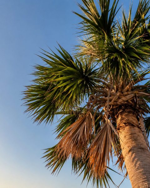 Charleston Palmetto Tree Removal: Nearly 200 Trees Cut Near Power Lines, Five-for-One Replanting Promised