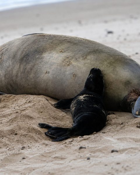 Hawaii Monk Seal Video: Seattle Tourist Faces Federal Probe After Rock Thrown at Lani