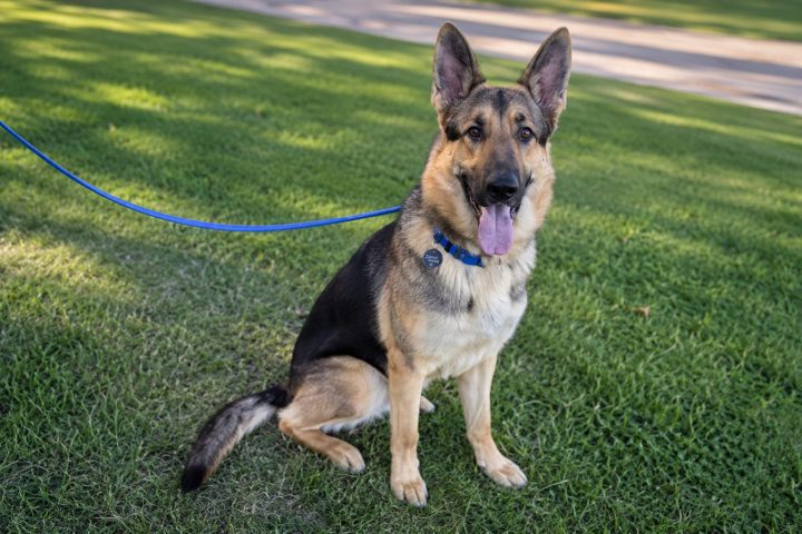He Was Left Outside Walmart With His Toys. Now Maverick the German Shepherd Has a New Shot